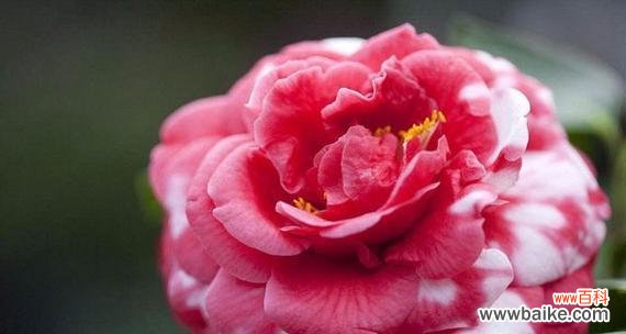 美丽的山茶花所传递的情感和寓意 山茶花的花语与代表意义