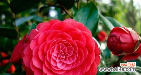 美丽的山茶花所传递的情感和寓意 山茶花的花语与代表意义