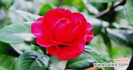美丽的山茶花所传递的情感和寓意 山茶花的花语与代表意义