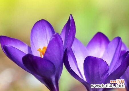 传递爱与希望的鲜花盛宴 慈悲之花