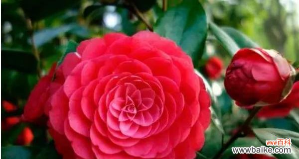 山茶花花语的丰富含义及其在文化传承中的重要作用 山茶花花语及其象征意义的探究