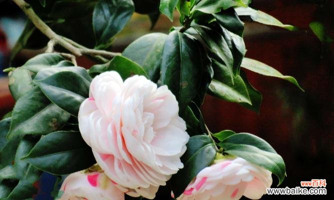 山茶花花语的丰富含义及其在文化传承中的重要作用 山茶花花语及其象征意义的探究