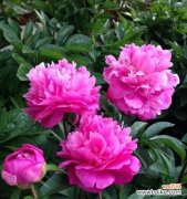 探寻芍药花的情感寓意和象征性 芍药花的花语与意义