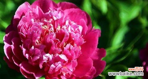 探寻芍药花的情感寓意和象征性 芍药花的花语与意义