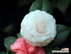 山茶花的丰富花语 山茶花花语——寓意与象征