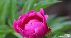 探索芍药花所代表的情感和寓意 芍药花的花语与象征