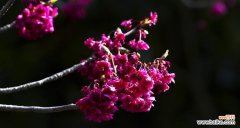 探索山樱花与西洋樱花的神秘花语意义 山樱花与西洋樱花的花语之美