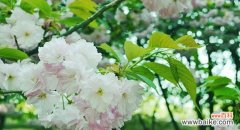 沐浴春光 以山樱花的花语为主题的《盛开生命之美》