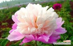 探索芍药花寓意的世界 芍药花的寓意与象征意义