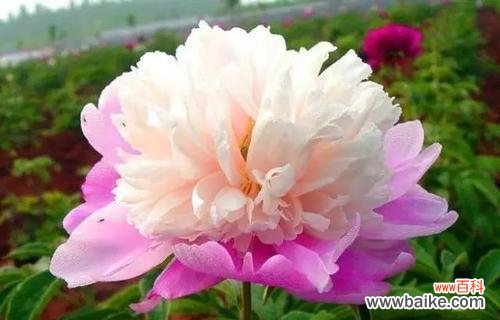 探索芍药花寓意的世界 芍药花的寓意与象征意义