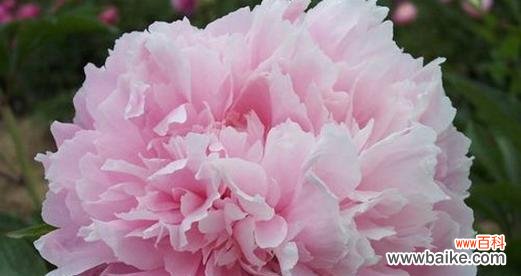 探索芍药花寓意的世界 芍药花的寓意与象征意义