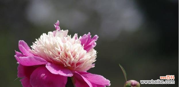 探索芍药花寓意的世界 芍药花的寓意与象征意义