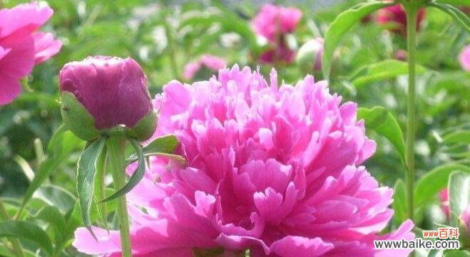 古老的象征与当代解读 芍药花的寓意与象征风水