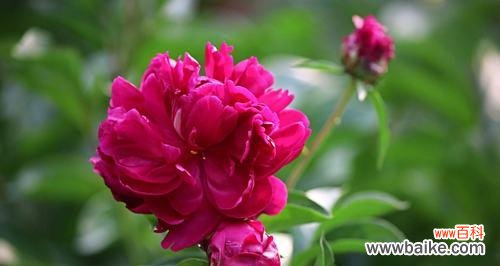 古老的象征与当代解读 芍药花的寓意与象征风水