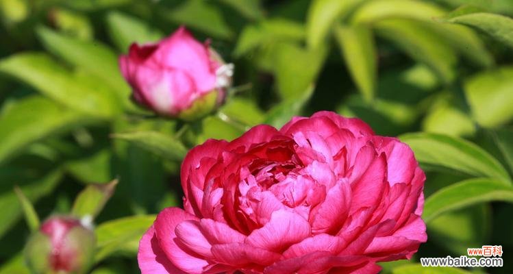 古老的象征与当代解读 芍药花的寓意与象征风水