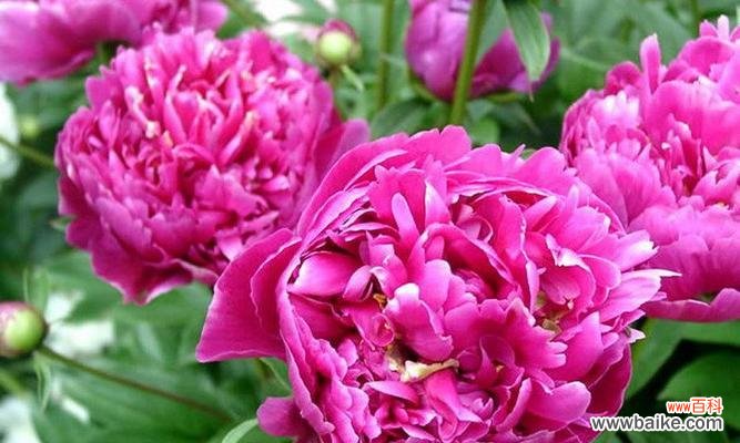 探索芍药花的神秘语言 芍药花的花语传递的深刻寓意