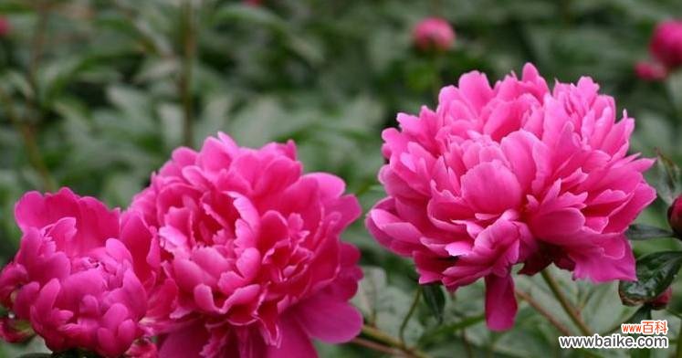 探索芍药花的神秘语言 芍药花的花语传递的深刻寓意