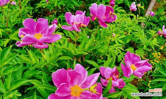 揭秘芍药花的花语和寓意 芍药花