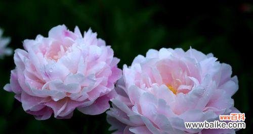 揭秘芍药花的花语和寓意 芍药花