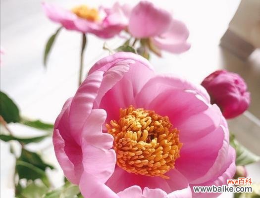 揭秘芍药花的花语和寓意 芍药花