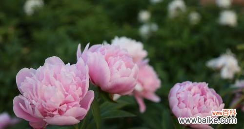 深入解读芍药花的文化内涵与寓意 芍药花的象征意义与花语