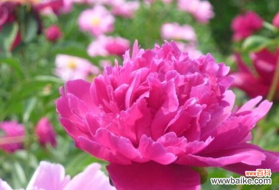 深入解读芍药花的文化内涵与寓意 芍药花的象征意义与花语