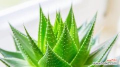 探索芦荟的奇妙之处 芦荟的象征意义及其代表的寓意