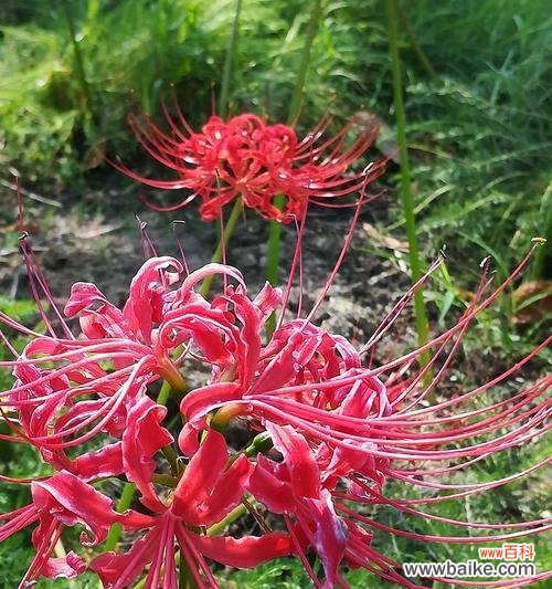 探索龙爪花的深层内涵 以龙爪花的寓意和象征