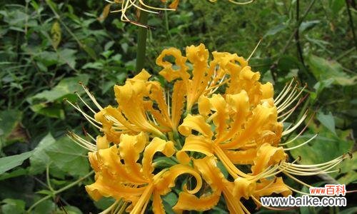 探索龙爪花的深层内涵 以龙爪花的寓意和象征