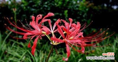 探索龙爪花的深层内涵 以龙爪花的寓意和象征