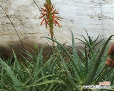 预示着繁荣与希望 以龙爪开花