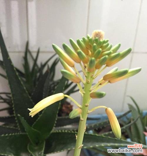 揭示芦荟开花的吉祥含义 芦荟开花的风水寓意