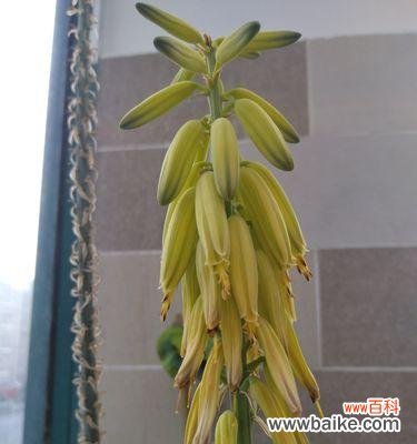 揭示芦荟开花的吉祥含义 芦荟开花的风水寓意