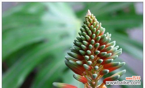 揭示芦荟开花的吉祥含义 芦荟开花的风水寓意