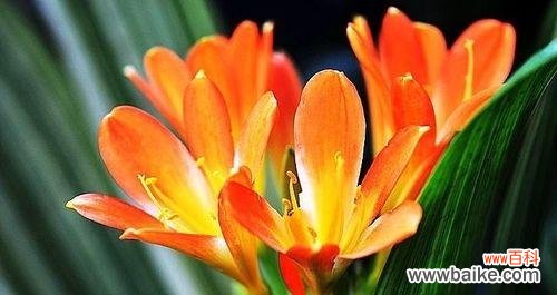 探寻君子兰花语的深意 长春市花君子兰的花语寓意