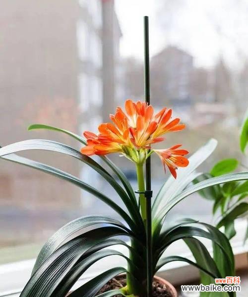 探寻君子兰花语的深意 长春市花君子兰的花语寓意