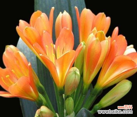 探寻君子兰花语的深意 长春市花君子兰的花语寓意