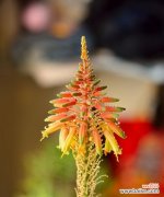 探索芦荟开花的神秘与奇迹 芦荟开花的寓意与象征意义