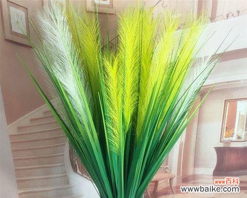 深入探究芦苇所代表的哲学思考与生命智慧 芦苇的象征意义与启示