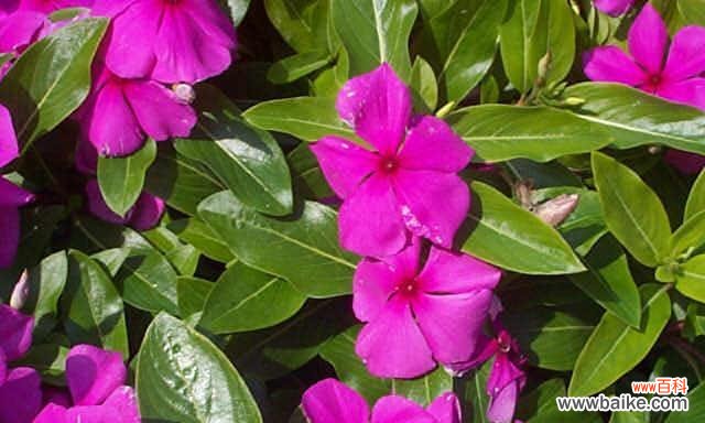 生命力与希望的化身 长春花的象征意义