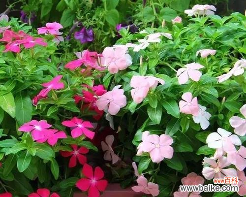 生命力与希望的化身 长春花的象征意义