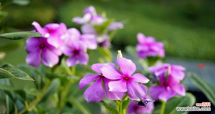 生命力与希望的化身 长春花的象征意义