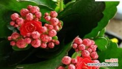 百年繁华绽放 长寿花