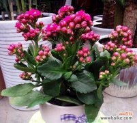 传承百年的吉祥之花 长寿花的寓意与象征风水