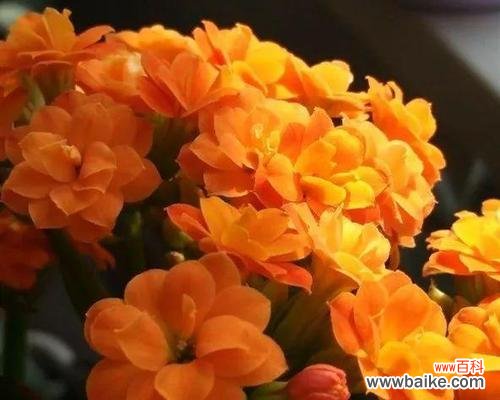 探寻长寿花的内涵与意义 长寿花花语的象征与寓意