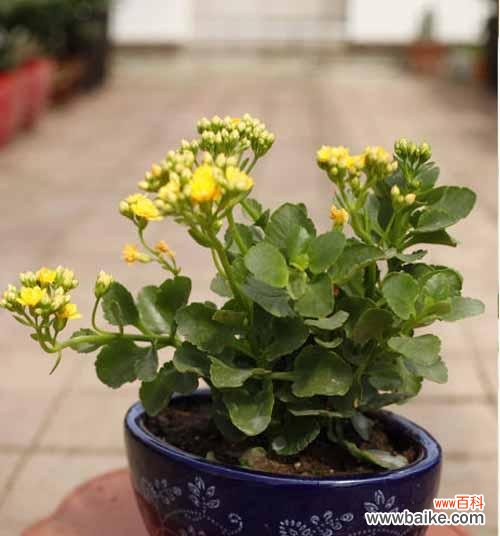 探寻长寿花的内涵与意义 长寿花花语的象征与寓意