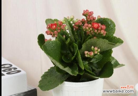 揭秘长寿花的神奇花语 长寿花开花预示着什么