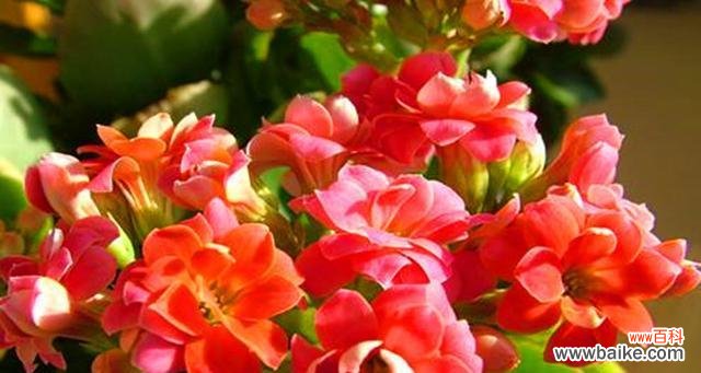 揭秘长寿花的神奇花语 长寿花开花预示着什么