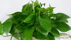 绿萝的寓意在于传递生命力与幸福 绿萝的花语和寓意