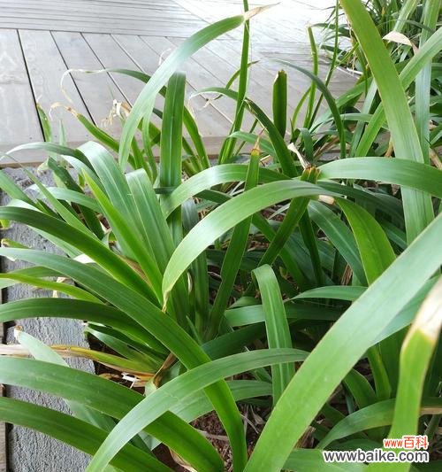 揭示绿萝开花所预示的好运和吉祥之兆 绿萝开花的寓意与象征意义